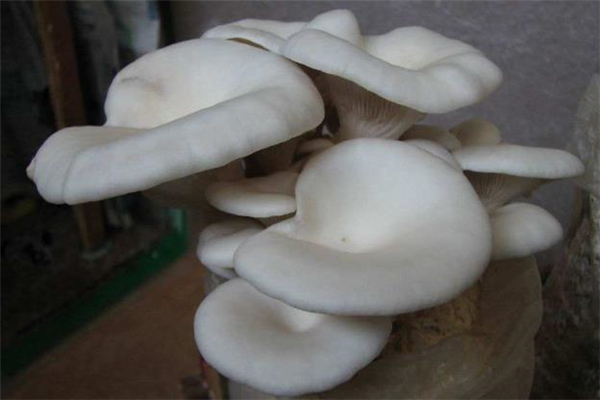 发霉的平菇了可以吃吗?,吃了发霉的菌菇怎么办