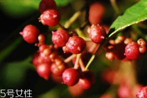 新鲜花椒如何长期保鲜不变色,新鲜花椒如何长期保鲜储存方法