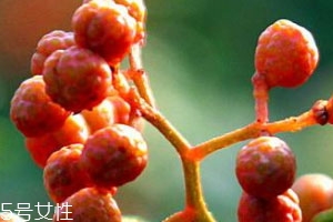 花椒为什么会苦,花椒为什么会苦 或许是放置时间太长