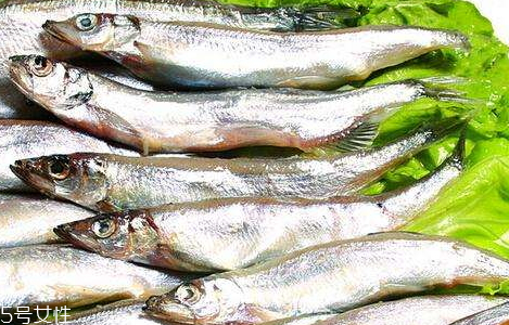 多春鱼主要产于哪里,多春鱼百科