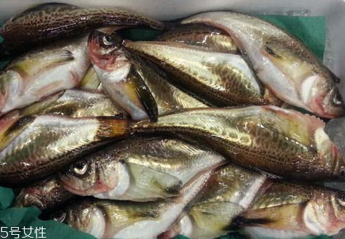 雷鱼的产地是什么地方,雷鱼的产地