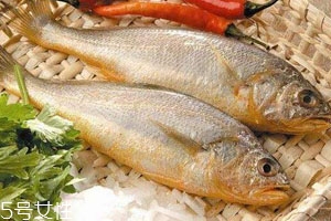 小黄鱼什么季节最多,什么季节的黄鱼最好吃