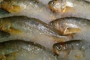 黄花鱼是淡水鱼还是深水鱼,黄花鱼是淡水鱼还是海水鱼