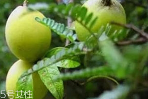 多依果的吃法,酸多依果怎么吃法