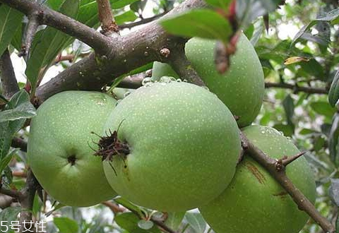 吃多依果的好处,多依果的功效和作用