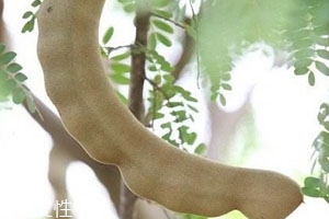 酸角是哪里的特产,酸豆角是哪里的特产