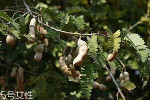 酸角不能和什么一起吃?,酸豆角不能和什么一起吃