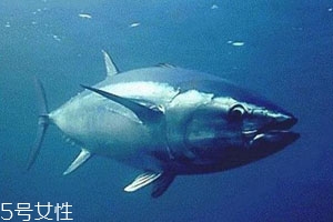 蓝鳍金枪鱼一斤多少钱,金枪鱼多少钱一斤2021