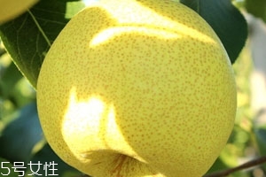 砀山酥梨的特点,砀山酥梨的特点和运城酥梨品质对比