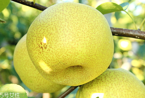 砀山酥梨好吃吗,砀山酥梨好吃吗口感怎么样