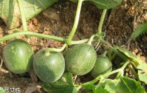 马泡瓜的功效和作用 药用价值,马泡瓜的功效和作用点