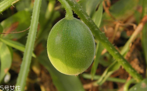 马泡瓜怎么吃,马泡瓜怎么吃才有药效