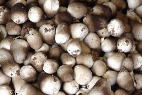 草菇要焯水吗,草菇需要用水焯一下吗 草菇要焯水吗,草菇需要用水焯一下吗