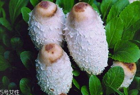 炒熟的鸡腿菇过夜能吃吗,鸡腿菇洗过后放过夜可以吃吗