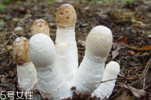 鸡腿菇价格多少钱一斤?,鸡腿菇是什么样的 鸡腿菇价格多少钱一斤?,鸡腿菇是什么样的