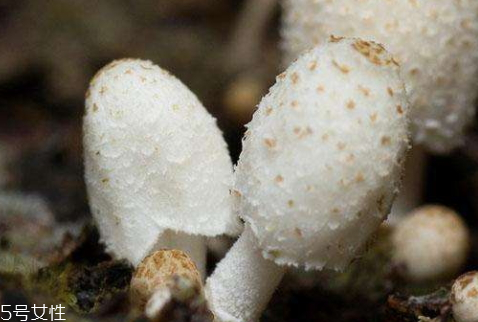 鸡腿菇怎么做好吃又简单,鸡腿菇怎么做好吃视频 鸡腿菇怎么做好吃又简单,鸡腿菇怎么做好吃视频