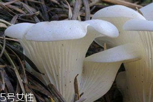 平菇发黑还能吃吗,平菇为什么发黑