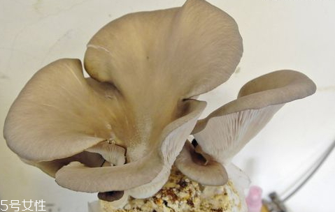 怎样挑选平菇,如何辨别平菇是不是新鲜的