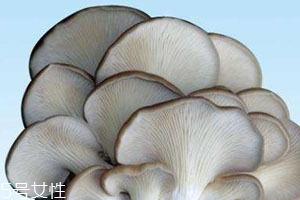 平菇是热性还是凉性的,平菇是热性还是凉性食物