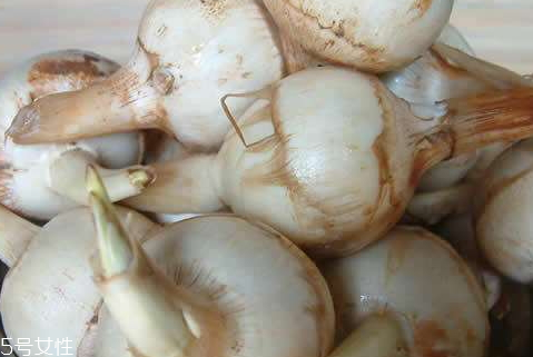 慈菇和什么一起吃最好,慈菇和什么不能一起吃