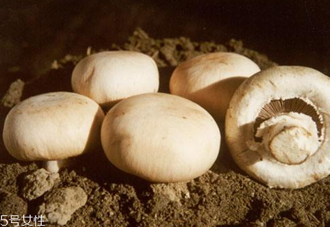 口菇怎么做好吃法大口菇,口蘑怎么做好吃