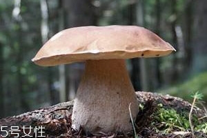 牛肝菌是什么味道,牛肝菌味道怎么样