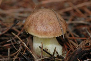 牛肝菌不能和什么一起吃 三大禁忌,牛肝菌不能和什么一起吃?