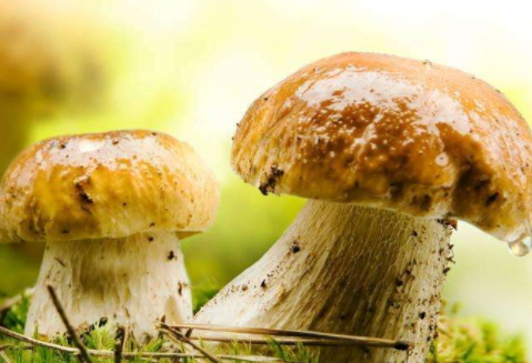 牛肝菌怎么做好吃又简单,牛肝菌怎么做好吃