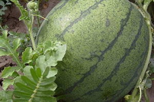 请问南瓜子,有什么功效?谢谢!,瓜子的功效有哪些 请问南瓜子,有什么功效?谢谢!,瓜子的功效有哪些