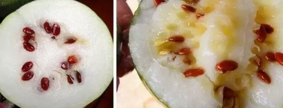 打瓜是什么瓜甜吗,打瓜是什么瓜?