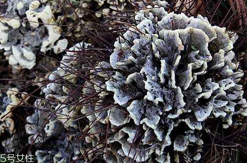 干巴菌怎么炒好吃,干巴菌怎么炒好吃干巴菌怎么保鲜