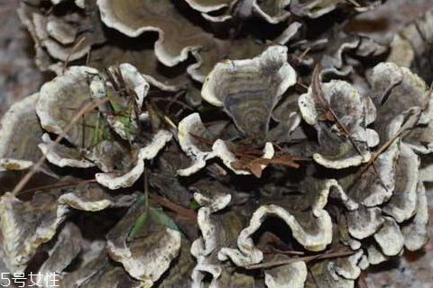 干巴菌怎么保存时间长,干巴菌冷藏可以放多久 干巴菌怎么保存时间长,干巴菌冷藏可以放多久