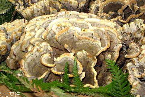 干巴菌好吃吗,干巴菌怎么吃