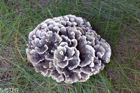 干巴菌为什么会苦,干巴菌苦是怎么回事