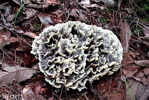 干巴菌有苦味怎么处理,干巴菌苦是怎么回事 干巴菌有苦味怎么处理,干巴菌苦是怎么回事
