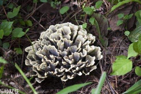 干巴菌多少钱一斤2021,干巴菌多少钱一斤