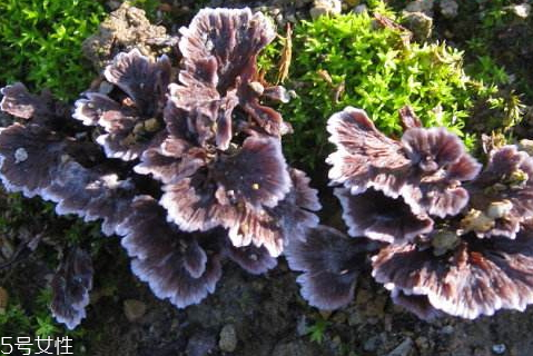 干巴菌是什么,种植干巴菌