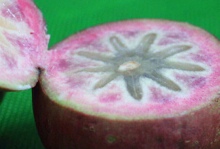 牛奶果多少钱一斤,牛奶果价格