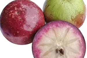 牛奶属于水果吗,牛奶果是什么样的