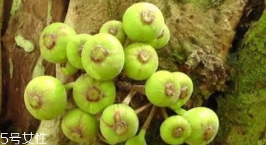 牛奶果是什么水果,牛油果是什么 牛奶果是什么水果,牛油果是什么