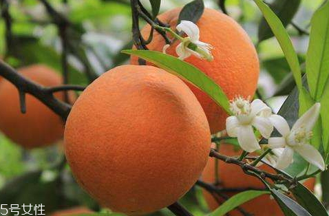 秭归脐橙多少钱一斤,湖北秭归九月红脐橙多少钱一斤