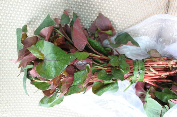 能当菜吃的中药知多少,能当菜吃的中药材