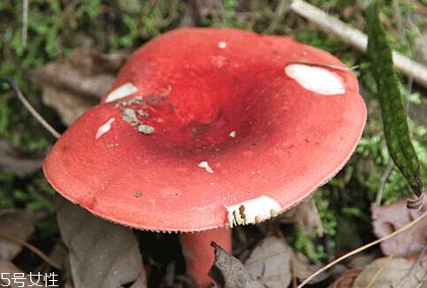 红菇可以人工种植吗?,红菇能人工种植吗
