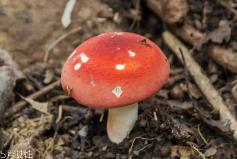 红菇的栽培技术,红菇越大越好吗