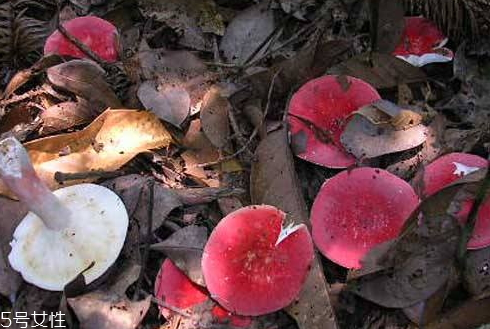 红菇发霉了怎么处理,红菇有点发霉是什么样子