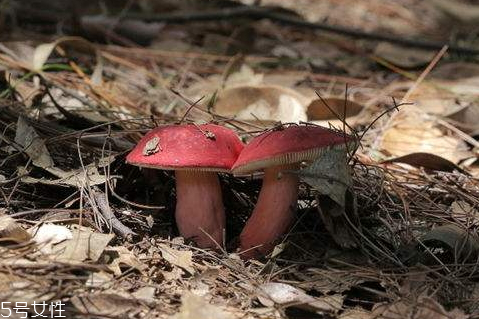 红菇什么季节采摘,红菇生长季节几月份