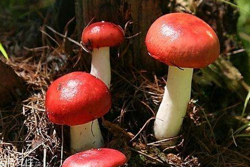 红菇什么时候采摘,红菇什么时候采摘最好