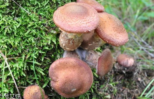 榛蘑不能和什么一起吃有毒,榛蘑不能和什么一起吃 榛蘑的搭配禁忌