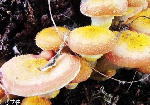 小鸡炖榛蘑的家常做法,鸡腿炖榛蘑的家常做法