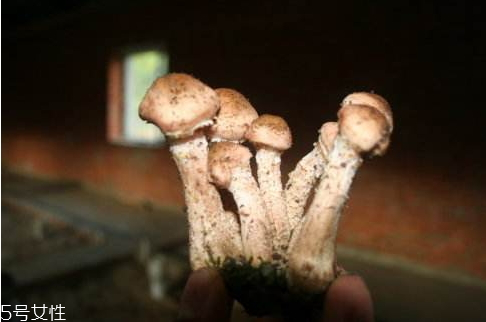 干榛蘑怎么洗干净,干榛蘑怎么洗干净沙子